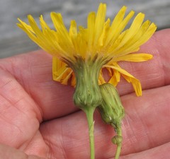 Sonchus arvensis uliginosus
