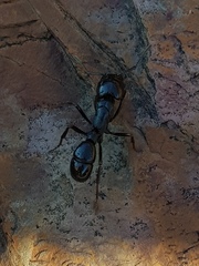 Plectroctena mandibularis