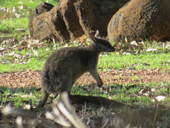 Petrogale mareeba