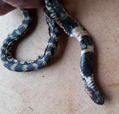 Hemachatus haemachatus