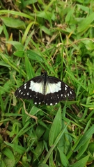 Catasticta sisamnus