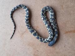 Hemachatus haemachatus