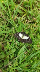 Catasticta sisamnus