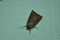 Epiglaea apiata