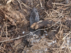 Peromyscus californicus