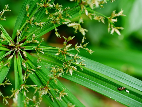 Cyperus diffusus Vahl