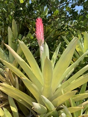 Quesnelia quesneliana