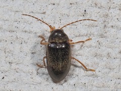 Ptilodactyla serricollis