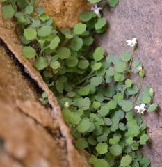 Wimmerella pygmaea