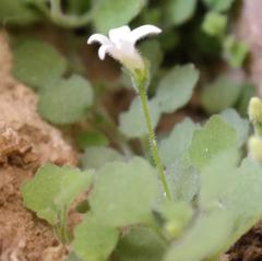 Wimmerella pygmaea