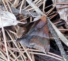 Bastilla maturata