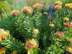 Leucospermum praecox