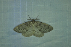 Nepytia pellucidaria