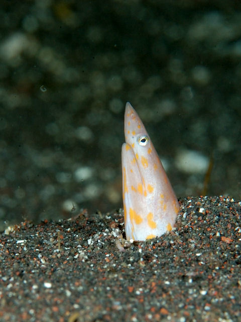 Sharpsnout Snake-Eel