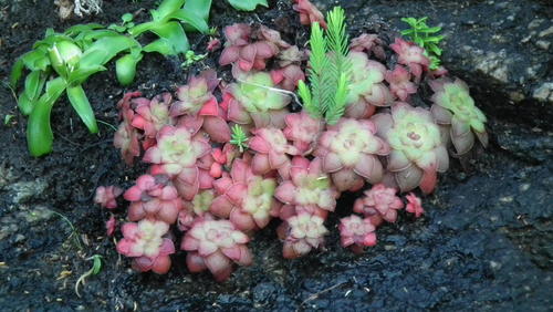 Crassula orbicularis
