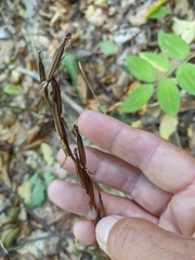 Platanthera chlorantha