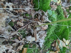 Platanthera chlorantha