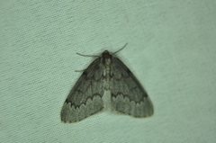 Nepytia pellucidaria