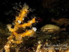 Pomadasys striatus
