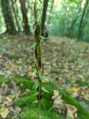 Platanthera chlorantha