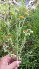 Pulicaria scabra