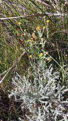 Pulicaria scabra