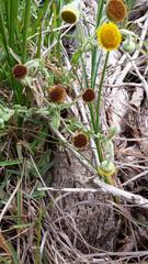 Pulicaria scabra