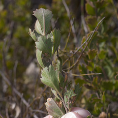 Searsia cuneifolia