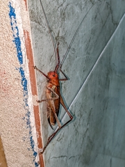 Ischnomela pulchripennis