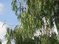 Eucalyptus leptophleba