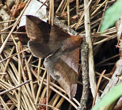 Bastilla maturata