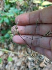 Chaerophyllum nodosum