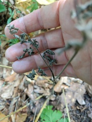 Chaerophyllum nodosum