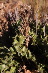 Berkheya carlinifolia carlinifolia
