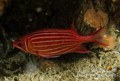 Sargocentron diadema