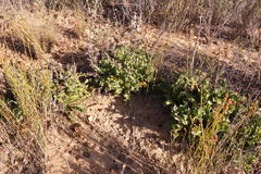 Berkheya carlinifolia carlinifolia
