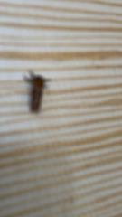 Triodia sylvina