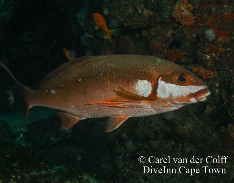 Two-Tone Fingerfin