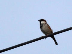 Passer domesticus indicus