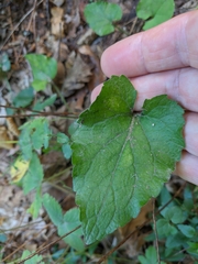 Viola alba dehnhardtii