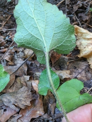 Viola alba dehnhardtii