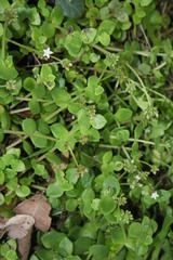 Crassula pellucida marginalis