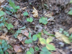 Viola alba dehnhardtii