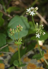 Crassula pellucida marginalis
