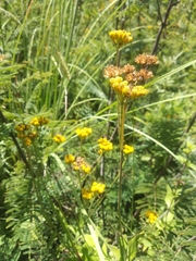 Alloispermum scabrum