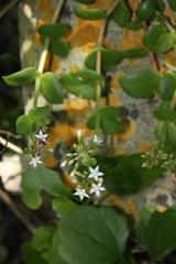 Crassula pellucida marginalis