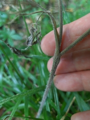 Chaerophyllum nodosum