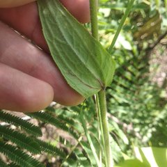 Alloispermum scabrum