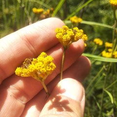 Alloispermum scabrum