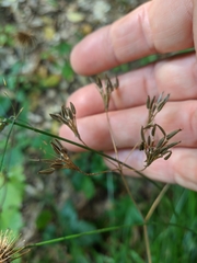 Chaerophyllum nodosum